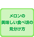 メロンの美味しい食べごろの見分け方（PDF）