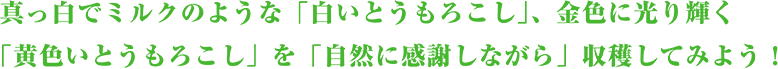 真っ白でミルクのような「白いとうもろこし」、金色に光り輝く「黄色いとうもろこし」を「自然に感謝しながら」収穫してみよう！