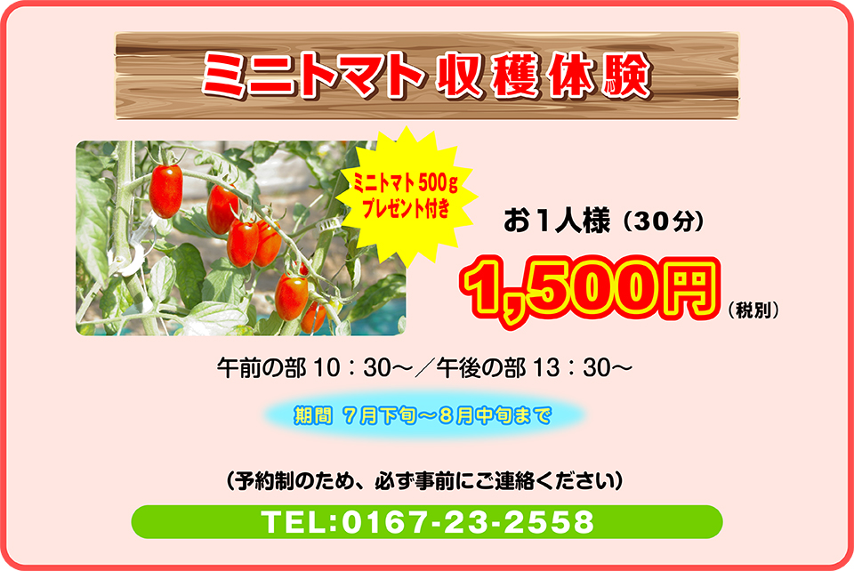 ミニトマト　　収穫体験