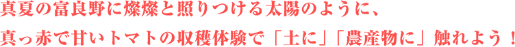minitomato-text.png